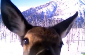 ლაგოდეხელმა ირემმა სელფი გადაიღო - ვიდეო ლაგოდეხელმა ირემმა სელფი გადაიღო - ვიდეო