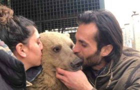 "ერთმანეთს დათვების სიყვარულმა დაგვაკავშირა" - სოსო ჯიქურიშვილი და ქეთი ჭალისური ცხვარიჭამიაში დათვებს უვლიან "ერთმანეთს დათვების სიყვარულმა დაგვაკავშირა" - სოსო ჯიქურიშვილი და ქეთი ჭალისური ცხვარიჭამიაში დათვებს უვლიან