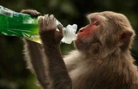 ვაქცინის გაკეთების შემდეგ მაიმუნები აღარ დაინფიცირდნენ - ოქსფორდის კვლევის შედეგები ვაქცინის გაკეთების შემდეგ მაიმუნები აღარ დაინფიცირდნენ - ოქსფორდის კვლევის შედეგები