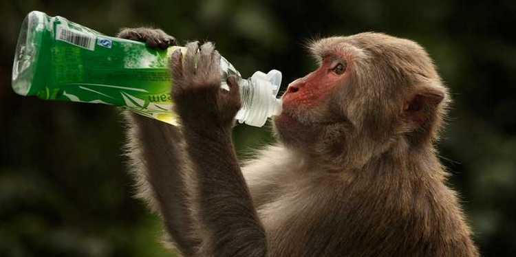 ვაქცინის გაკეთების შემდეგ მაიმუნები აღარ დაინფიცირდნენ - ოქსფორდის კვლევის შედეგები