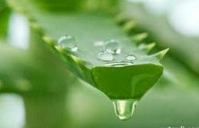 ალოეს ნიღბები ნებისმიერი კანისთვის