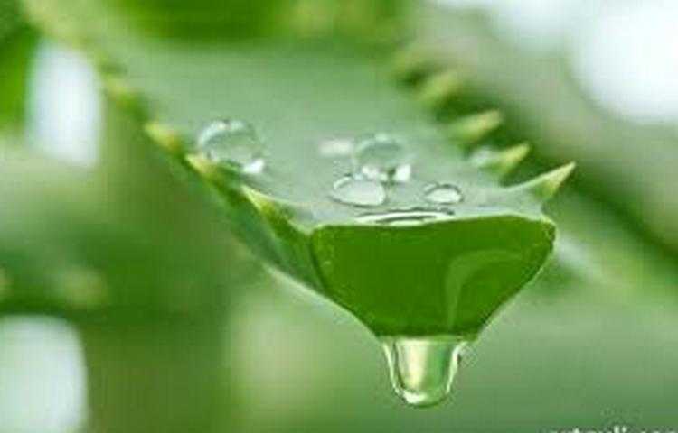 ალოეს ნიღბები ნებისმიერი კანისთვის