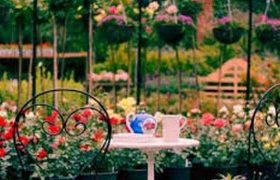 ნოველა - გაზაფხული მოდის