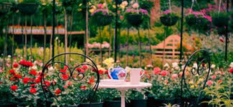 ნოველა - გაზაფხული მოდის