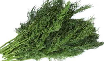 სასარგებლო კამა