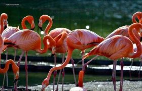 ფლამინგოები, შვლები, ბამბუკები... - ფოტოები დენდროლოგიური პარკიდან