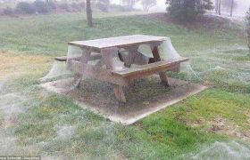 ობობების ქსელში გახვეული ავსტრალია - ფოტოები