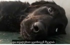 ,,თვალებით გვთხოვენ შველას" - ემოციური კადრები ,,სიკვდილის ოთახიდან"