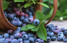 სტომატიტს და ანემიას მოცვი მოიგერიებს