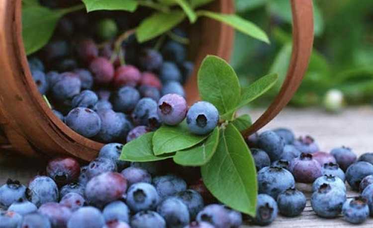 სტომატიტს და ანემიას მოცვი მოიგერიებს