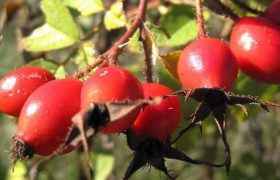 ასკილი აახალგაზრდავებს - ეს მცენარე ოქროზე მეტად ფასობდა