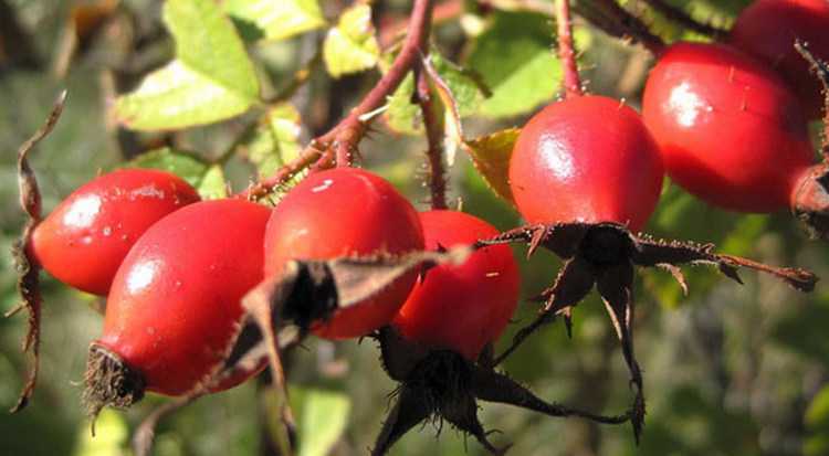 ასკილი აახალგაზრდავებს - ეს მცენარე ოქროზე მეტად ფასობდა
