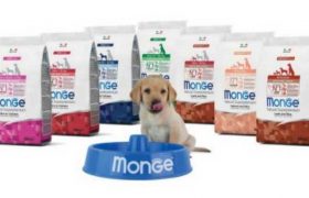 როგორ ვკვებოთ ძაღლი სწორად? 