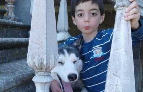 როგორ გადაარჩინეს ჰასკებმა 5 წლის გაბრიელი - ძაღლებმა ჯარისკაცებივით იბრძოლეს