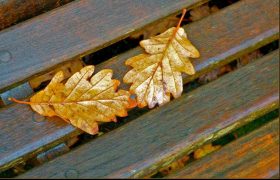 ,,და მან დამტოვა მარტო... მარტო ამ წყეულ დედამიწაზე" - ნოველა, ანანო გელაშვილი