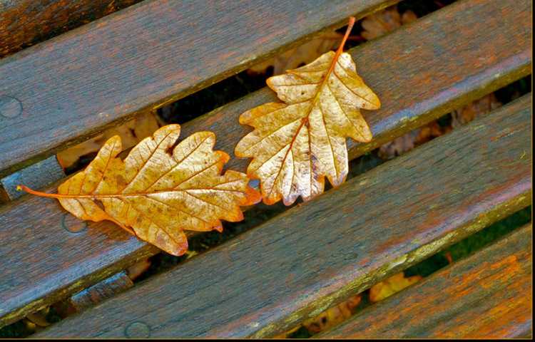 ,,და მან დამტოვა მარტო... მარტო ამ წყეულ დედამიწაზე" - ნოველა, ანანო გელაშვილი