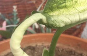 ,,ასეთი სასოწარკვეთილი არასოდეს ვყოფილვარ, ღვთისგულისათვის, მოაშორეთ ეს მცენარე სახლებს, ბავშვებს, იმ ჰაერს, სადაც სუნთქავთ!"