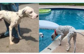 საქართველოში გაძვალტყავებული დადიოდა, ახლა მაიამიში მეფურად ცხოვრობს - საოცარი ამბავი ძაღლის, რომელსაც შიმშილით სიკვდილი ელოდა