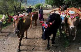 ადიგენში ძროხების სილამაზის კონკურსი ჩატარდა ადიგენში ძროხების სილამაზის კონკურსი ჩატარდა