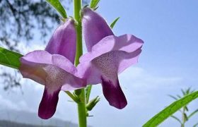 ყვავილი ციხეში - ნოველა