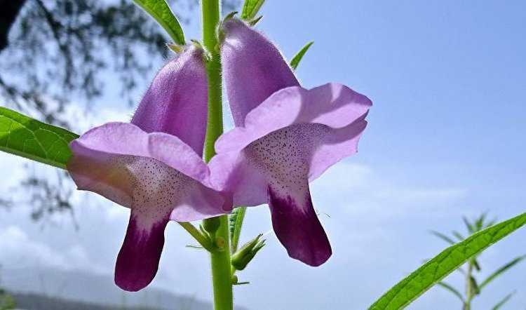 ყვავილი ციხეში - ნოველა