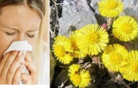 ვირისტერფა - ცხვირი თავისუფლად რომ სუნთქავდეს ვირისტერფა - ცხვირი თავისუფლად რომ სუნთქავდეს