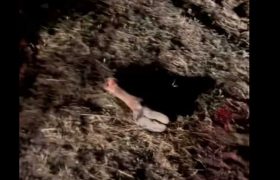 ,,ალბათ რეალიზაციაშიც გაეშვებოდა, ასე კლავენ პირუტყვს დედოფლისწყაროში, პირდაპირ მინდორში!" ,,ალბათ რეალიზაციაშიც გაეშვებოდა, ასე კლავენ პირუტყვს დედოფლისწყაროში, პირდაპირ მინდორში!"