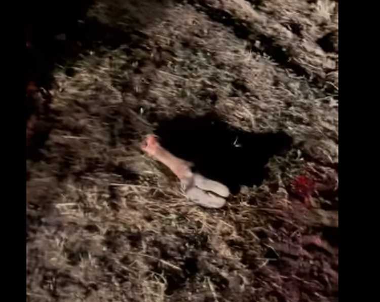 ,,ალბათ რეალიზაციაშიც გაეშვებოდა, ასე კლავენ პირუტყვს დედოფლისწყაროში, პირდაპირ მინდორში!"