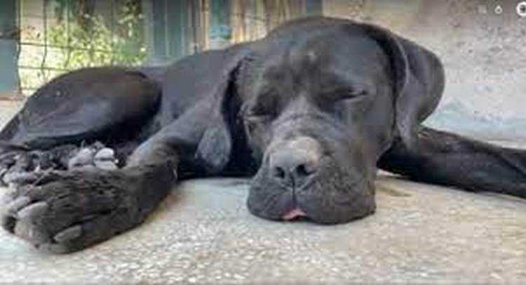 გუჩის პატრონი თამაზ ელიზბარაშვილს: ,,შეგხვდებით და საკადრის პასუხს მიიღებთ! რა პოლონეთი?! რა გაჭირვება?!''