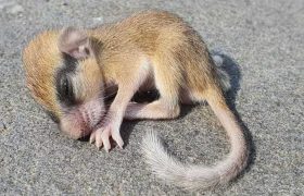 ,,ეს არსება ნახეს ახლა კუს ტბის ტერიტორიაზე'' - ელენე ორჯონიკიძე