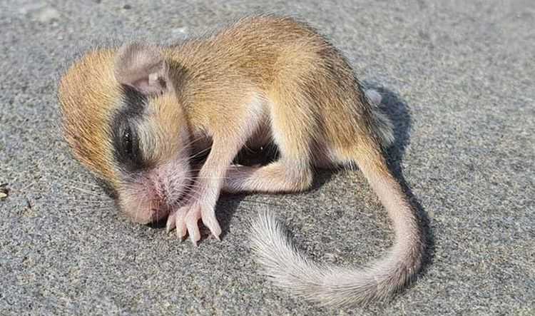 ,,ეს არსება ნახეს ახლა კუს ტბის ტერიტორიაზე'' - ელენე ორჯონიკიძე