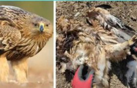 კუმისის ტბასთან წითელ წიგნში შეტანილი ბექობის არწივი მოკლეს