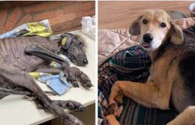 როგორ გამოიყურება ძაღლი, რომელიც მიშა კაჭკაჭიშვილმა მომაკვდავი იპოვა როგორ გამოიყურება ძაღლი, რომელიც მიშა კაჭკაჭიშვილმა მომაკვდავი იპოვა