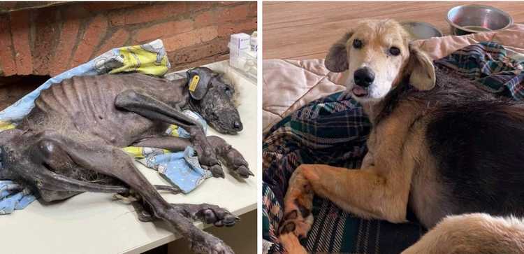 როგორ გამოიყურება ძაღლი, რომელიც მიშა კაჭკაჭიშვილმა მომაკვდავი იპოვა