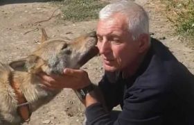 ,,შვილივით გაზრდილი მგელი წამართვეს, უჩემოდ ვერ გაძლებს!.." - რას ყვება კაცი, რომელმაც ცხოველს ალკოჰოლი ხახაში ჩაასხა