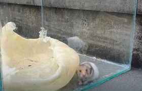 ,,პოლიტიკური მიზნებისთვის ცხოველის გამოყენება არის უკიდურესი გოიმობა და სისასტიკე" ,,პოლიტიკური მიზნებისთვის ცხოველის გამოყენება არის უკიდურესი გოიმობა და სისასტიკე"