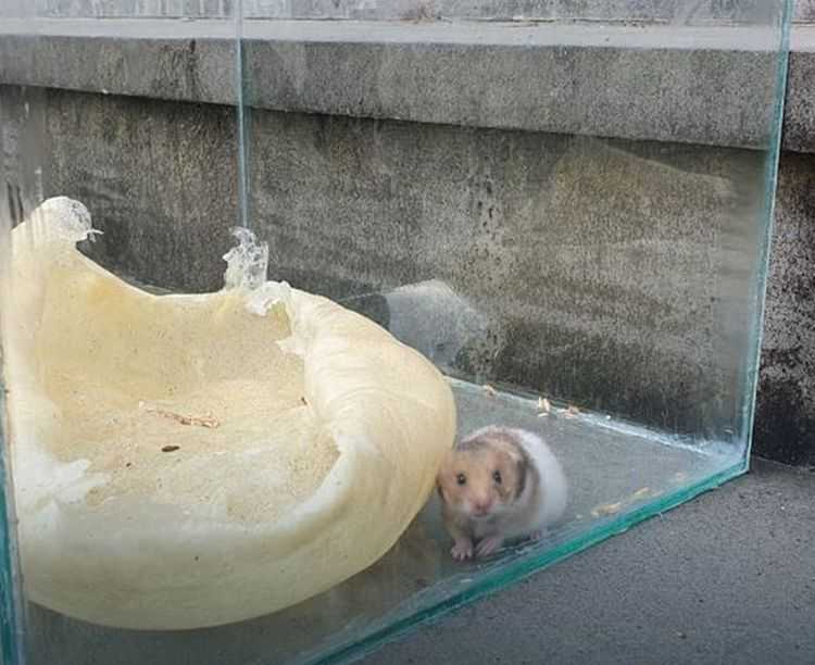 ,,პოლიტიკური მიზნებისთვის ცხოველის გამოყენება არის უკიდურესი გოიმობა და სისასტიკე"