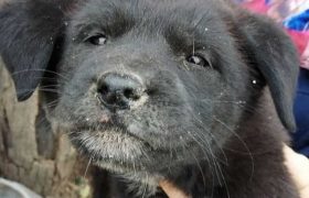 ,,ჩემი პატარა ძმა სცემეს იმის გამო, რომ 5 წუთით შევიყვანეთ შიგნით, მიშველეთ, მეგობრებო" - პატარა გოგონას წერილი