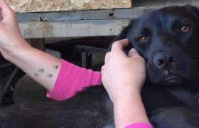 ძაღლი პატრონებს წელიწადნახევარი ეძებდა - საოცარი ამბავი მარლიზე