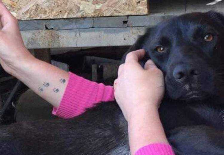 ძაღლი პატრონებს წელიწადნახევარი ეძებდა - საოცარი ამბავი მარლიზე