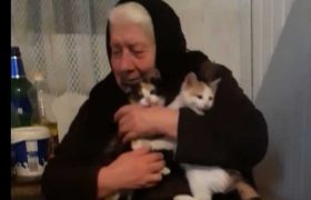 ,,ამგენის დარდი მკლავს, რა ვაჭამო, არ ვიცი" - მარტოხელა ბებო ფისოებისთვის საჭმელს ითხოვს