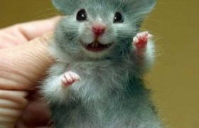 ,,ჩემს სიყვარულს ვერ გაიძულებთ, მაგრამ ნუ მომკლავთ, ნუ მატკენთ, შვილები მეც მყავს" ,,ჩემს სიყვარულს ვერ გაიძულებთ, მაგრამ ნუ მომკლავთ, ნუ მატკენთ, შვილები მეც მყავს"