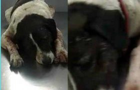 ჟორჟიკა, რომელიც მსოფლიომ გაიცნო, სიკვდილს ებრძვის