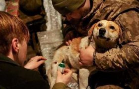 ომში დაჭრილ ცუგას ეხმარებიან - ,,მეტირება, ასეთი მაგარი ხალხის მნახველი არ ვარ"