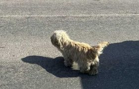 რეპორტაჟი უკრაინიდან: ,,ყველა ძაღლს, კატას, თხას მე ვუვლი, მთელმა სოფელმა მე მომაბარაო"