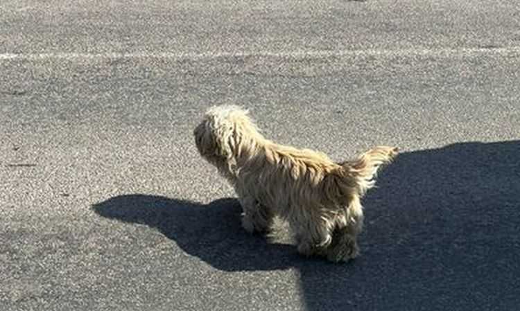 რეპორტაჟი უკრაინიდან: ,,ყველა ძაღლს, კატას, თხას მე ვუვლი, მთელმა სოფელმა მე მომაბარაო"