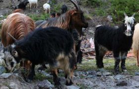 ,,თხების მწყემსმა მიპოვა მინდორში შიშველი, მიწიანი''