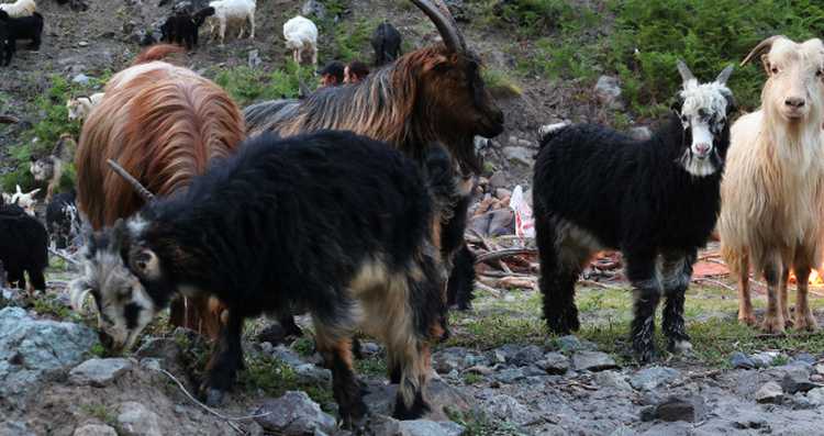 ,,თხების მწყემსმა მიპოვა მინდორში შიშველი, მიწიანი''