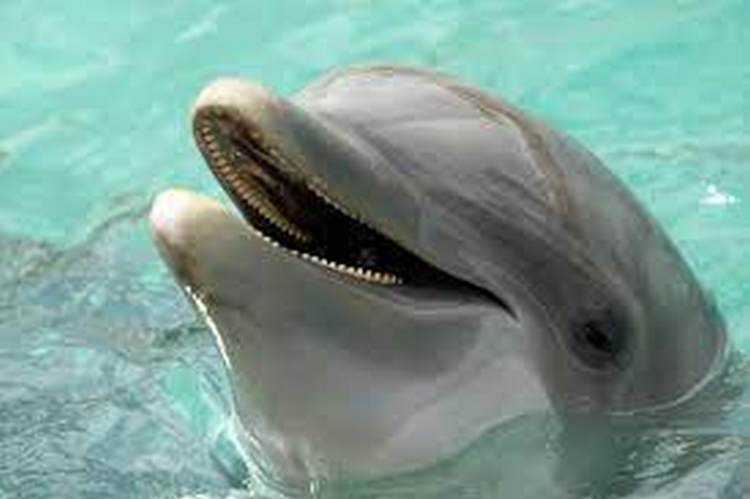 შვილებს სანამ დელფინების შოუზე შეიყვანთ, ეს უნდა იცოდეთ - როცა უკვე მათთვის გაუსაძლისია სიცოცხლე, ისინი უბრალოდ აჩერებენ სუნთქვას, თავს იკლავენ