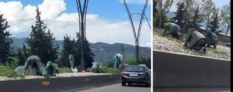 ,,კალაძე კი ამ საცოდავ ხალხს ბალახს ხელით აგლეჯინებს'' - მამუკა ბაკაშვილი